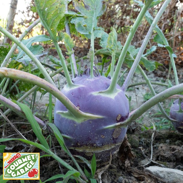 Klrabbi DYNA - ekologiska frer