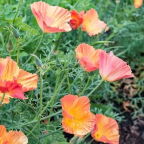 Kalifornisk vallmo APRICOT CHIFFON - Ekologiska fr�er