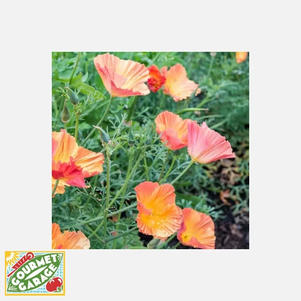 Kalifornisk vallmo APRICOT CHIFFON - Ekologiska fr�er