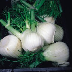 Fnkl Mantovano - Jttefrpackning