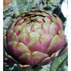 Kronrtskocka Romanesco - STORPACK