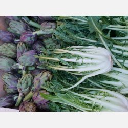 Cicoria catalogna Brindisina (puntarelle) - STORPACK