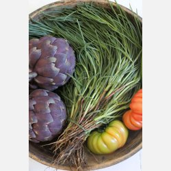 Agretti - Roscano (Salsola Soda)