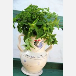 Kruspersilja RICCIO MUSCHIATO 2