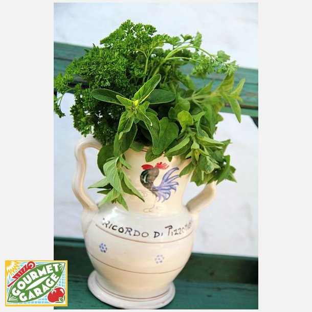 Kruspersilja RICCIO MUSCHIATO 2