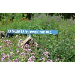 Oregano/Kungsmynta (Origanum vulgare)