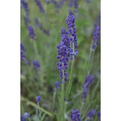 Lavendel Vera - kta lavendel - STORPACK