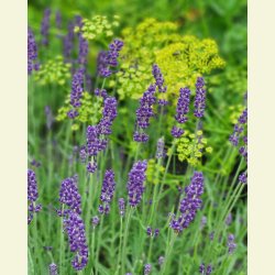 Lavendel Vera - kta lavendel - STORPACK