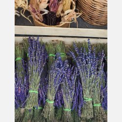 Lavendel Vera - kta lavendel - STORPACK