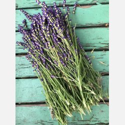 Lavendel Vera - kta lavendel - STORPACK