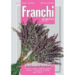 Lavendel Vera - kta lavendel - STORPACK