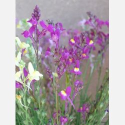 Frgsporre MAROKKANISCHES LEINKRAUT - Demeter-certifierade frer