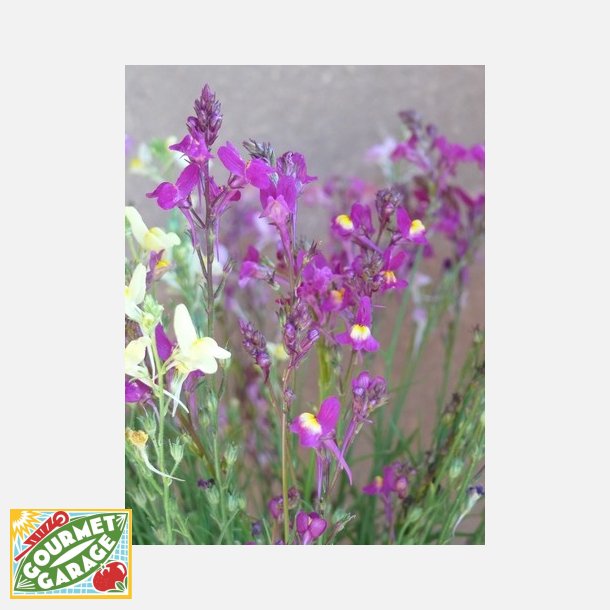 F�rgsporre MAROKKANISCHES LEINKRAUT - Demeter-certifierade fr�er