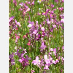 Frgsporre MAROKKANISCHES LEINKRAUT - Demeter-certifierade frer