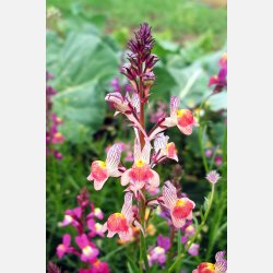 Frgsporre MAROKKANISCHES LEINKRAUT - Demeter-certifierade frer