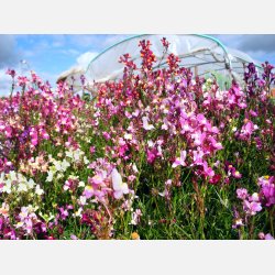 Frgsporre MAROKKANISCHES LEINKRAUT - Demeter-certifierade frer