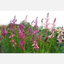 Frgsporre MAROKKANISCHES LEINKRAUT - Demeter-certifierade frer