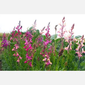 Frgsporre MAROKKANISCHES LEINKRAUT - Demeter-certifierade frer