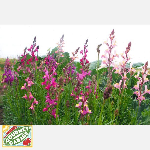 Frgsporre MAROKKANISCHES LEINKRAUT - Demeter-certifierade frer