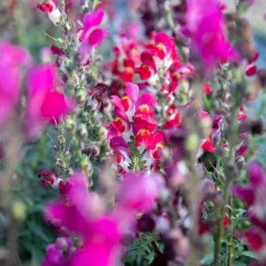 Lejongap Night And Dawn - ekologiska frer