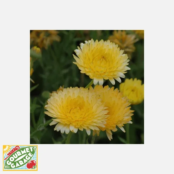 Ringblomma Lemon Pastel - ekologiska frer