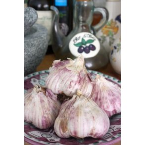 Vitl�k fransk (Ail violet) Germidour - 2 hela l�kar