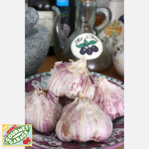 Vitl�k fransk (Ail violet) Germidour - 2 hela l�kar