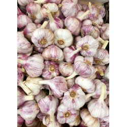 Vitl�k fransk (Ail violet) Germidour - 2 hela l�kar
