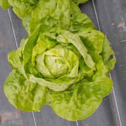 Huvudsallat (sm�r/batavia) LILLOISE - Ekologiska fr�er