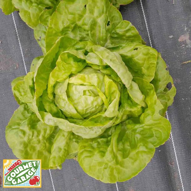 Huvudsallat (sm�r/batavia) LILLOISE - Ekologiska fr�er