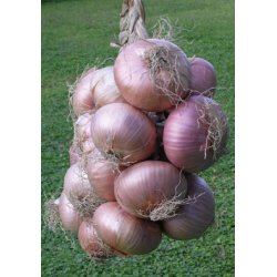 L�k GLOBRUNA- STORPACK