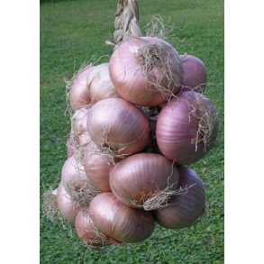 L�k GLOBRUNA- STORPACK