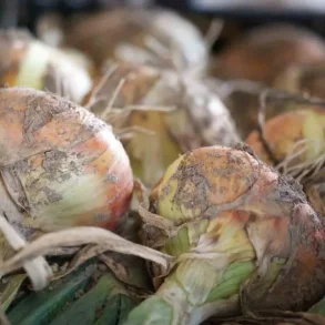 L�k JAUNE PAILLE DES VERTUS - Ekologiska fr�er