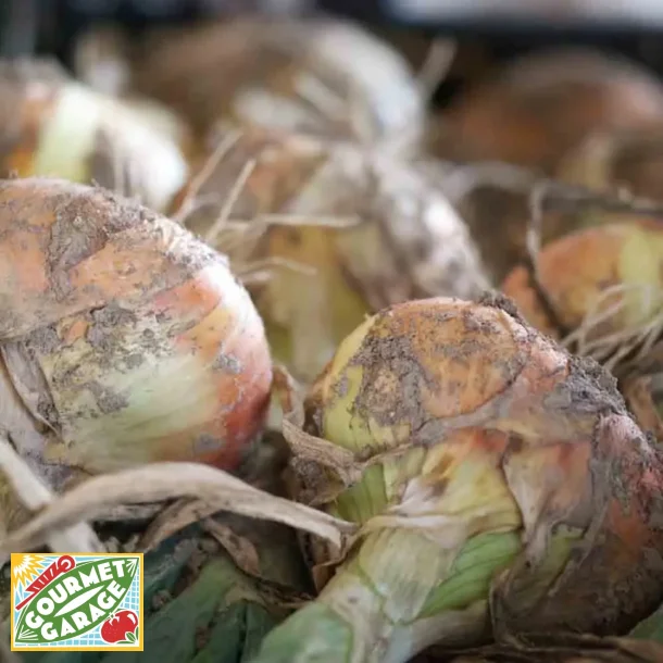 L�k JAUNE PAILLE DES VERTUS - Ekologiska fr�er