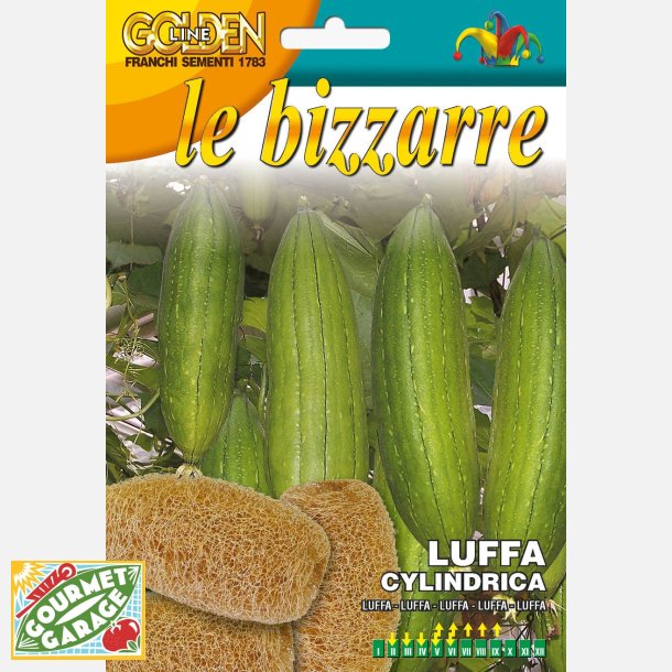 Luffa Cylindrica - svampgurka