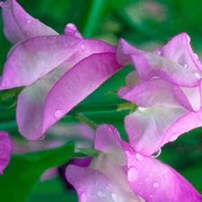 Lukt�rt BUTTERFLY - Ekologiska fr�er