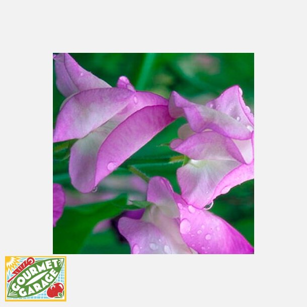 Lukt�rt BUTTERFLY - Ekologiska fr�er