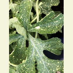 Vattenmelon Moon and stars red/Luna e stelle