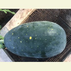 Vattenmelon Moon and stars red/Luna e stelle