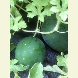 Vattenmelon Moon and stars red/Luna e stelle