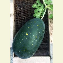 Vattenmelon Moon and stars red/Luna e stelle