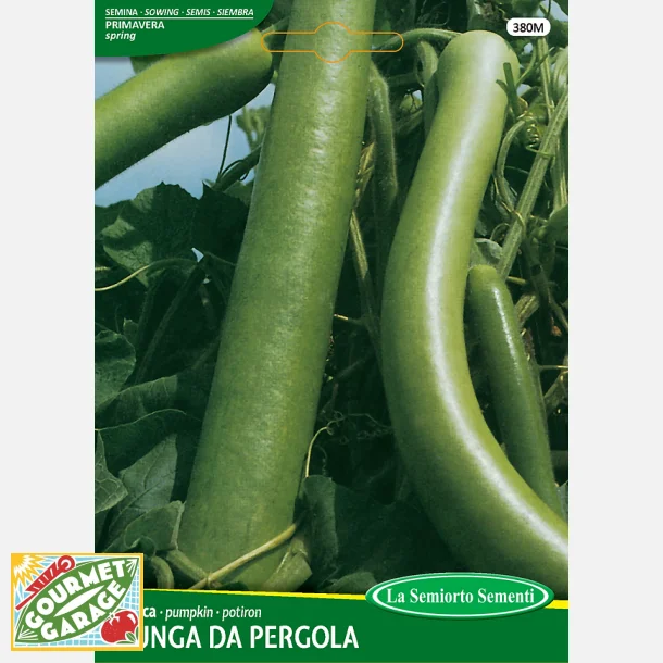 Cucuzza squash /Serpente di Sicilia/Lunga da pergola 