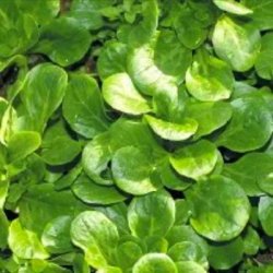 Mchesallat (vintersallat) COQUILLE DE LOUVIERS - ekologiska frer