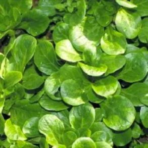 Mchesallat (vintersallat) COQUILLE DE LOUVIERS - ekologiska frer