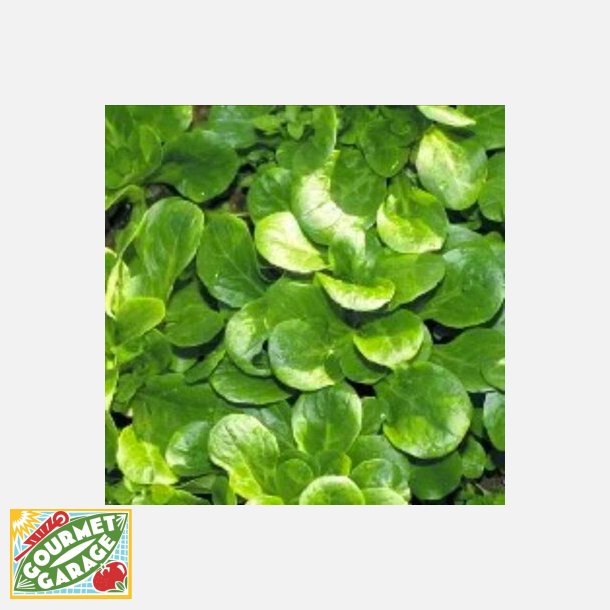 Mchesallat (vintersallat) COQUILLE DE LOUVIERS - ekologiska frer