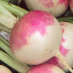 Majrova DE NANCY - ekologiska frer