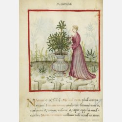 MEJRAM - Maggiorana gentile (Franchi)