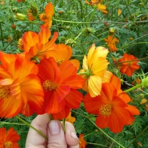 Gullskra Memories of Mona- ekologiska frer