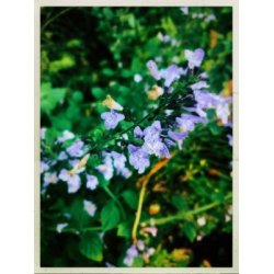 Stenkyndel (Mentuccia calamintha nepeta)