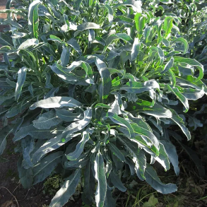 SPIGARIELLO Minestra Nera Liscia 